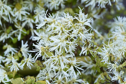 Fringe Flower seeds for Planting Long Bloom Season Heirloom & GMO Free Seeds for Home Garden