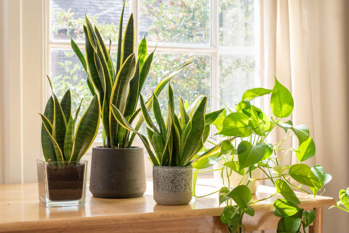 Sansevieria Plant Seeds Planting Thick Green Yellow Flower