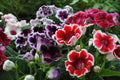 Gloxinia Mixed Flower seeds for Planting Cut Flower Favorite, Heirloom & GMO Free Seeds for Home Garden seeds for planting