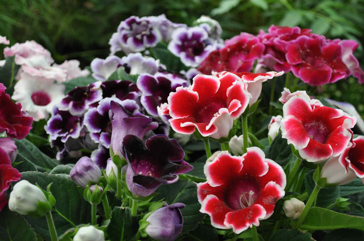 Gloxinia Flower seeds for Planting Drought Tolerant Heirloom & GMO Free Seeds for Home Garden
