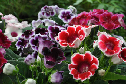 Gloxinia Flower seeds for Planting Drought Tolerant Heirloom & GMO Free Seeds for Home Garden