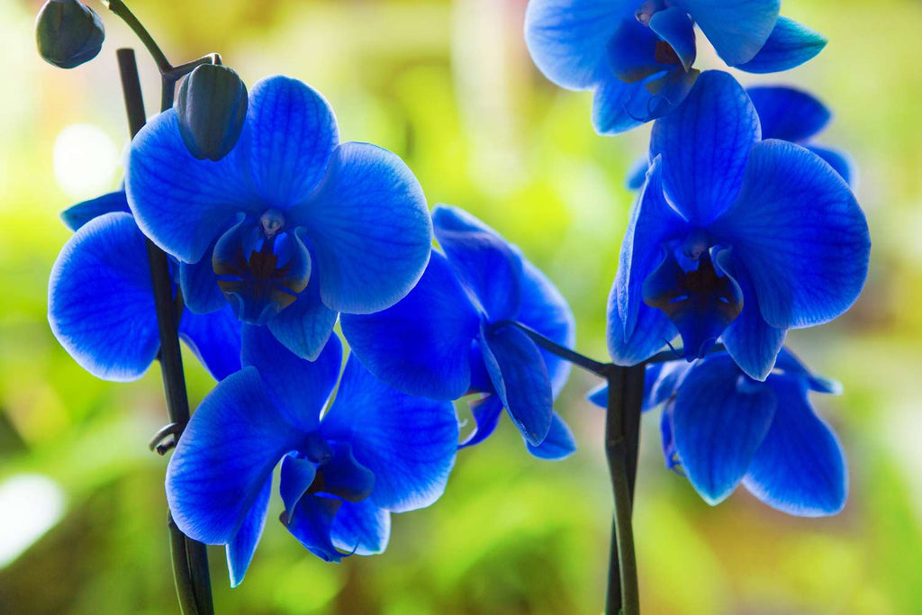 Premium Blue Purple Phalaenopsis Orchid Seeds Flower seeds for Planting Perfect for Borders, Heirloom & GMO Free Seeds for Home Garden seeds