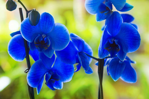 Premium Blue Purple Phalaenopsis Orchid Seeds Flower seeds for Planting Perfect for Borders, Heirloom & GMO Free Seeds for Home Garden seeds