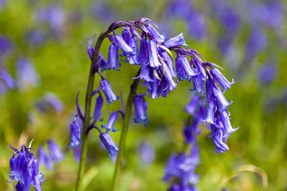 English Bell Flower seeds for Planting Perfect for Borders Heirloom & GMO Free Seeds for Home Garden