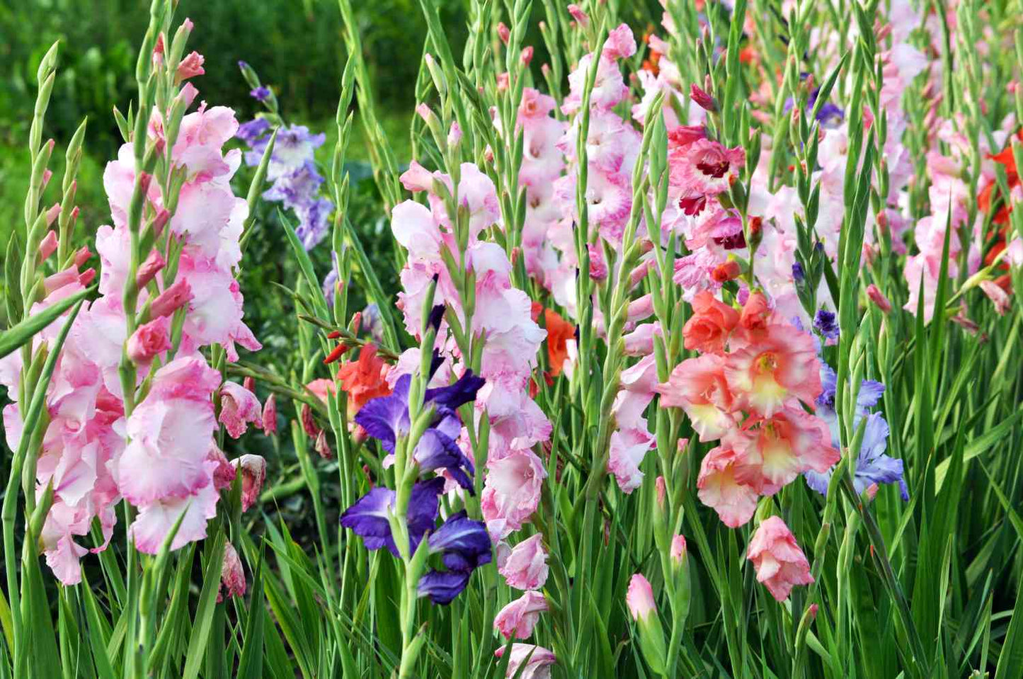 Plant Gladiolus Flower Seeds in Blue and White for Lush Elegance in Your Garden