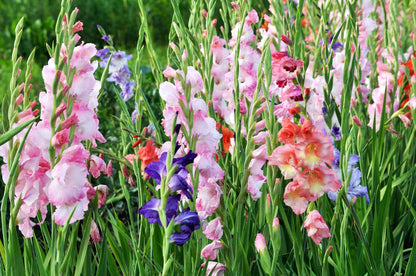 Plant Gladiolus Flower Seeds in Blue and White for Lush Elegance in Your Garden