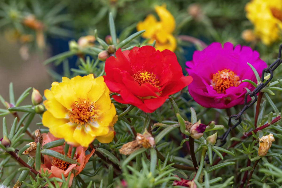 Heirloom Portulaca Flower seeds for Planting Sun Loving Heirloom & GMO Free Seeds for Home Garden