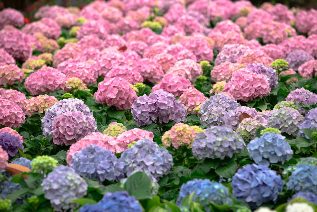 Pink Hydrangea Flower seeds for Planting Fragrant Blossoms, Heirloom & GMO Free Seeds for Home Garden vegetable and garden seeds