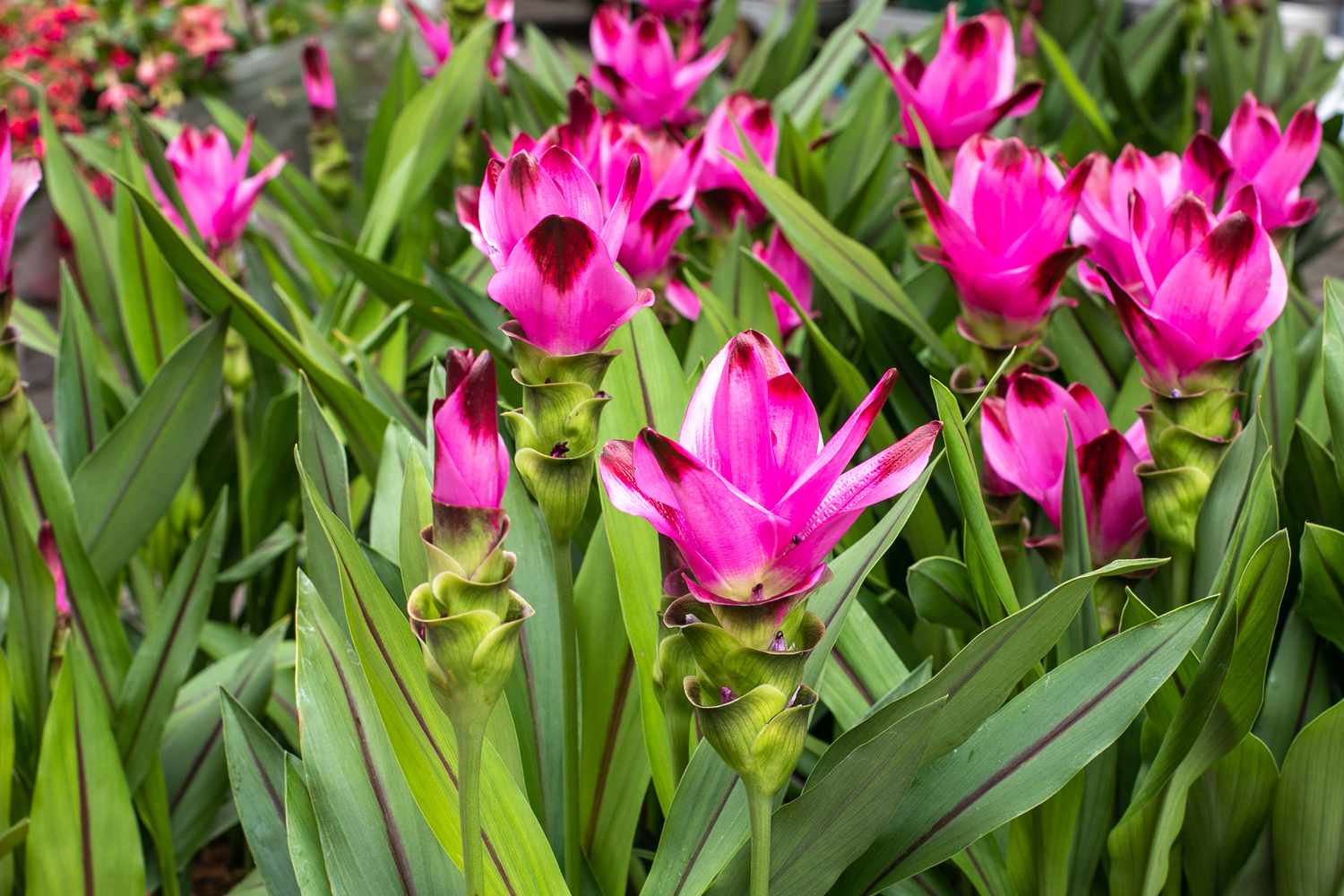Pink Turmeric Flower seeds for Planting Pollinator Friendly, Heirloom & GMO Free Seeds for Home Garden vegetable and garden seeds