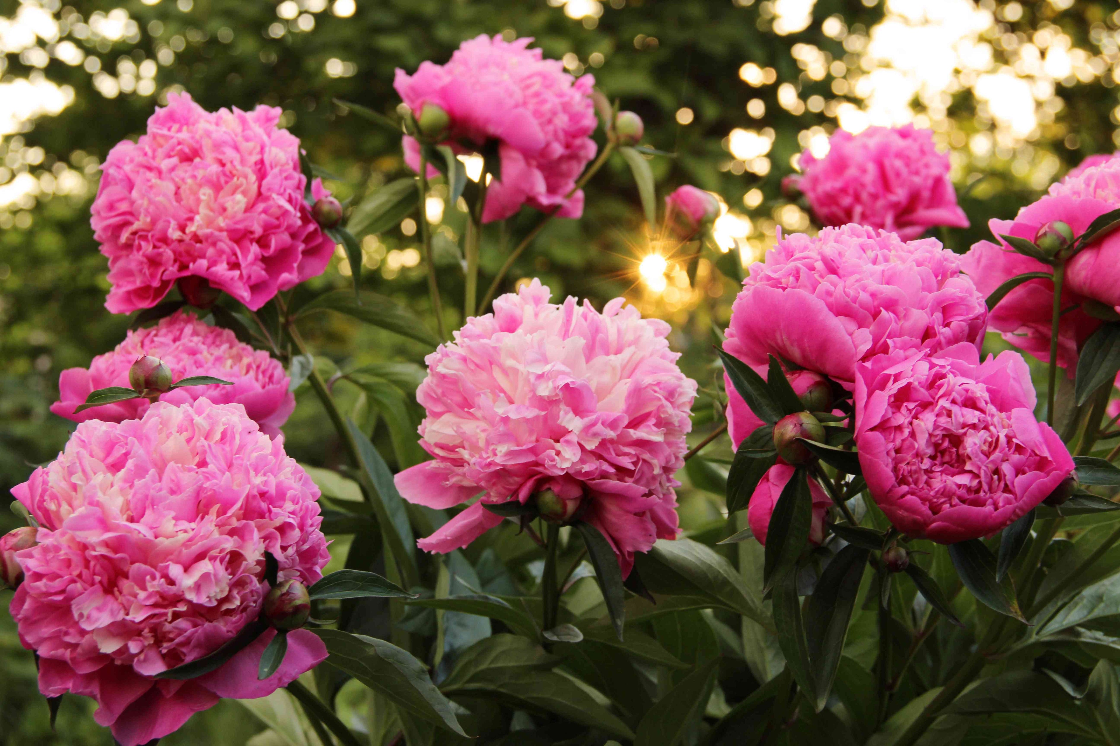 Premium Pink Paeonia Flower seeds for Planting Vibrant Colors, Heirloom & GMO Free Seeds for Home Garden seeds