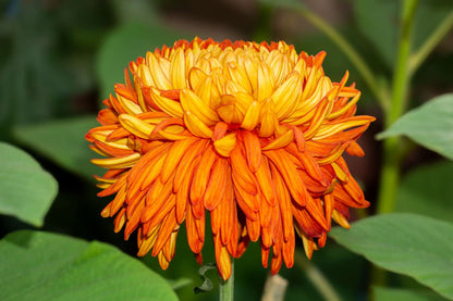 Heirloom Chrysanthemum Flower seeds for Planting Sun Loving Heirloom & GMO Free Seeds for Home Garden