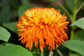 Yellow & Orange Chrysanthemum Flower seeds for Planting Vibrant Colors, Heirloom & GMO Free Seeds for Home Garden seeds for planting
