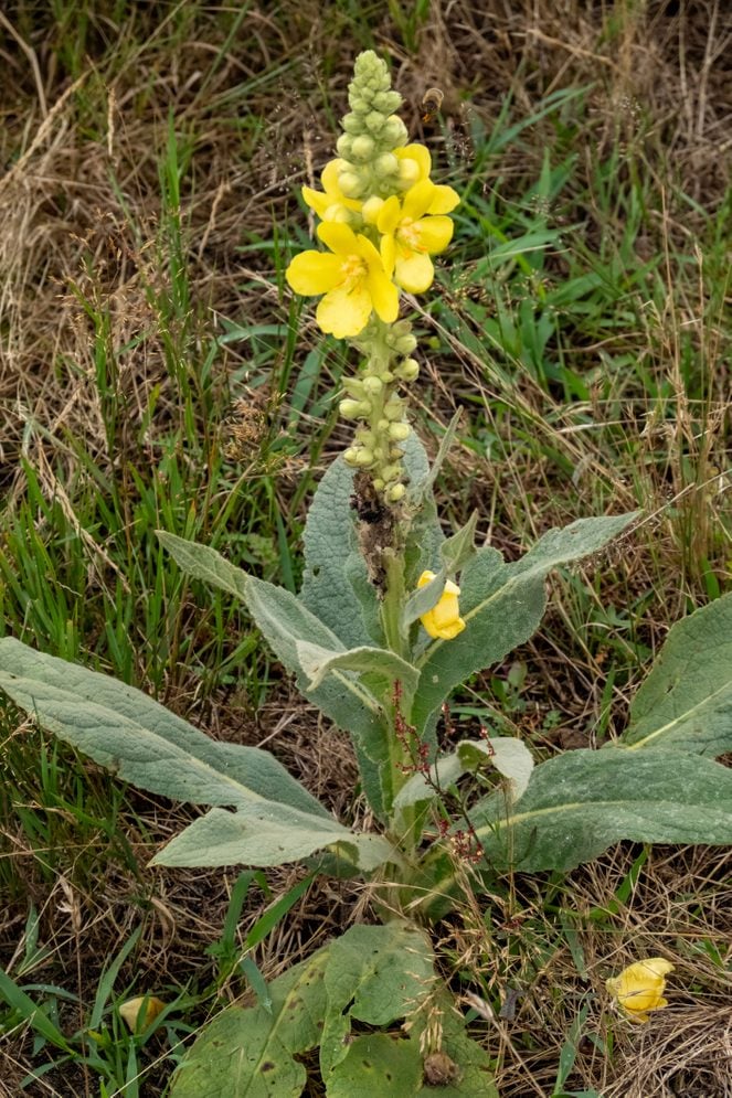 High quality Yellow Verbascum Thapsus Flower seeds for Planting Seasonal Bloomer, Heirloom & GMO Free Seeds for Home Garden seeds pack