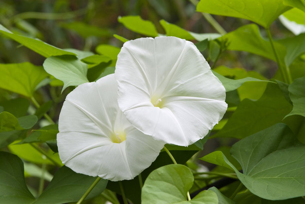 Premium Moon Flower seeds for Planting Seasonal Bloomer, Heirloom & GMO Free Seeds for Home Garden seeds