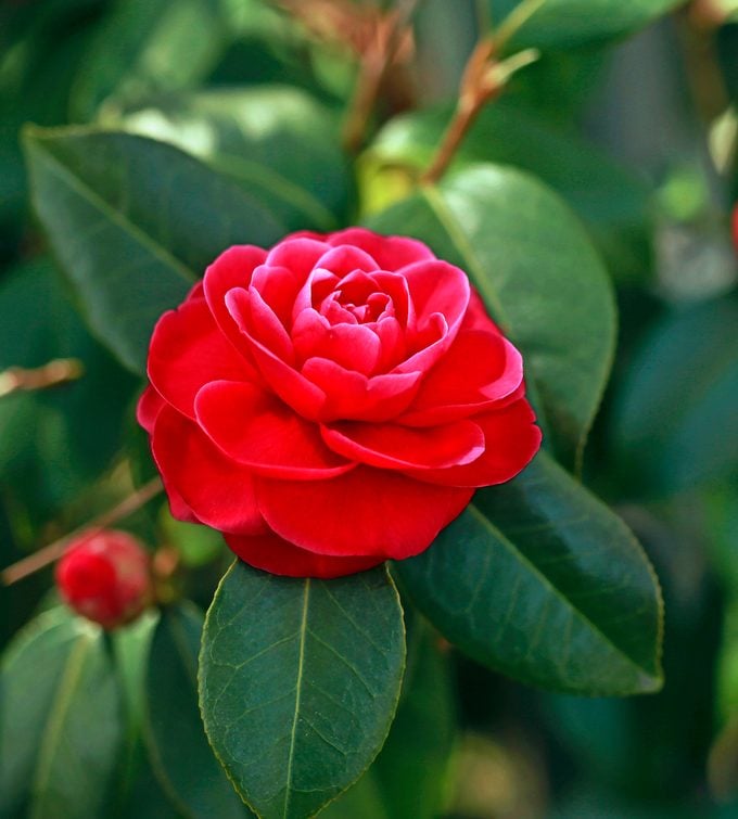 Camellia Flower seeds for Planting Shade Tolerant Heirloom & GMO Free Seeds for Home Garden