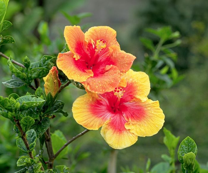 Premium Hibiscus Flower seeds for Planting Sun Loving, Heirloom & GMO Free Seeds for Home Garden seeds