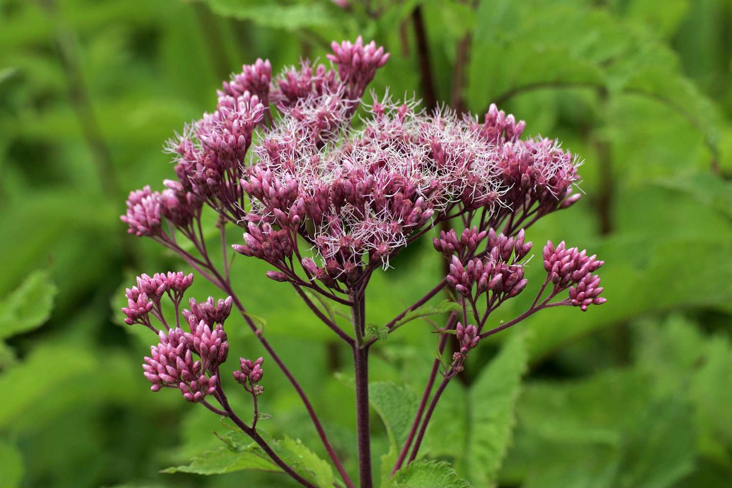 Joe Pye Flower seeds for Planting Shade Tolerant Heirloom & GMO Free Seeds for Home Garden