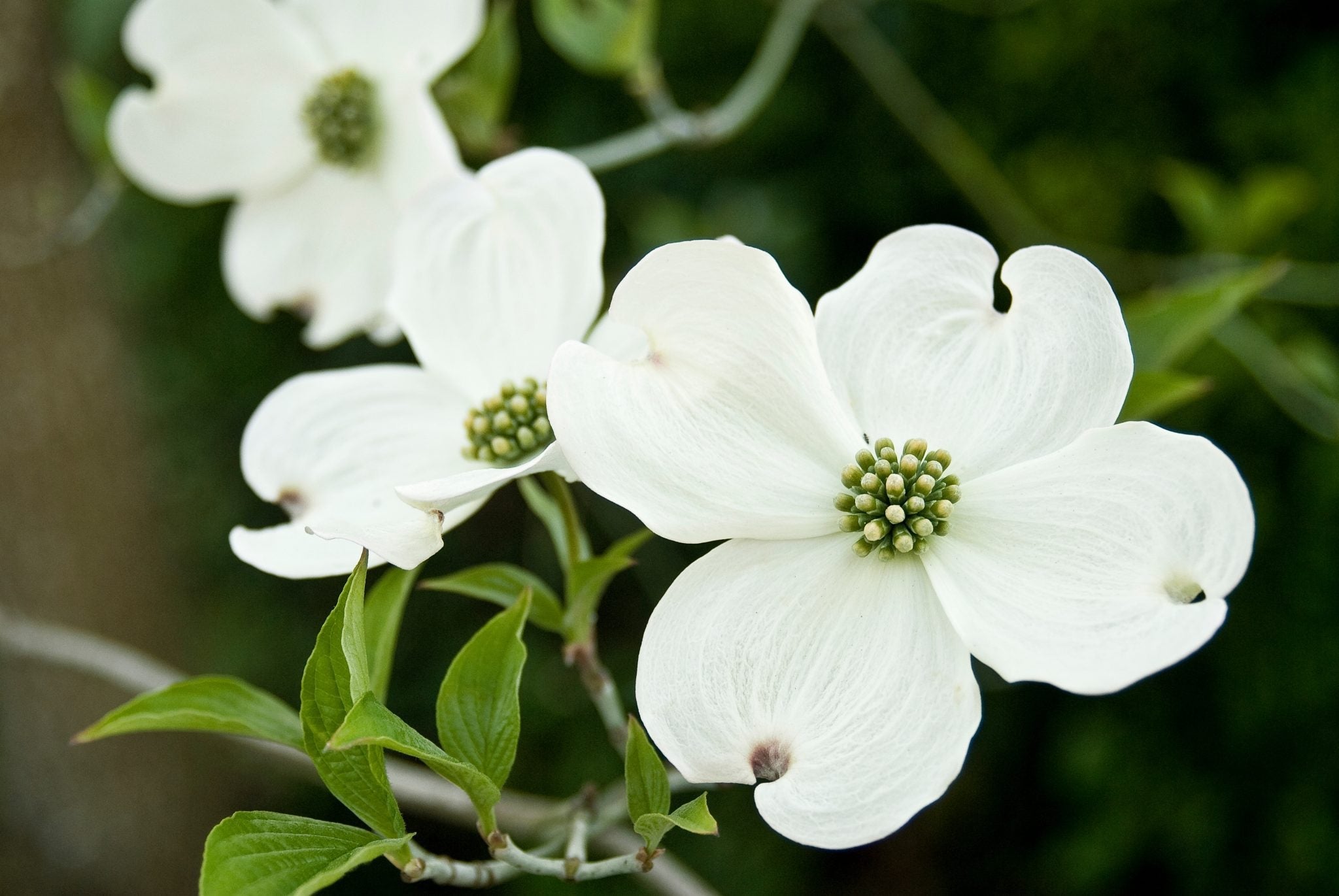 Cornus Flower seeds for Planting Fragrant Blossoms, Heirloom & GMO Free Seeds for Home Garden Sale vegetable and garden seeds