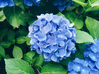 Sky Blue Univalve Geranium Flower seeds for Planting Low Maintenance Heirloom & GMO Free Seeds for Home Garden