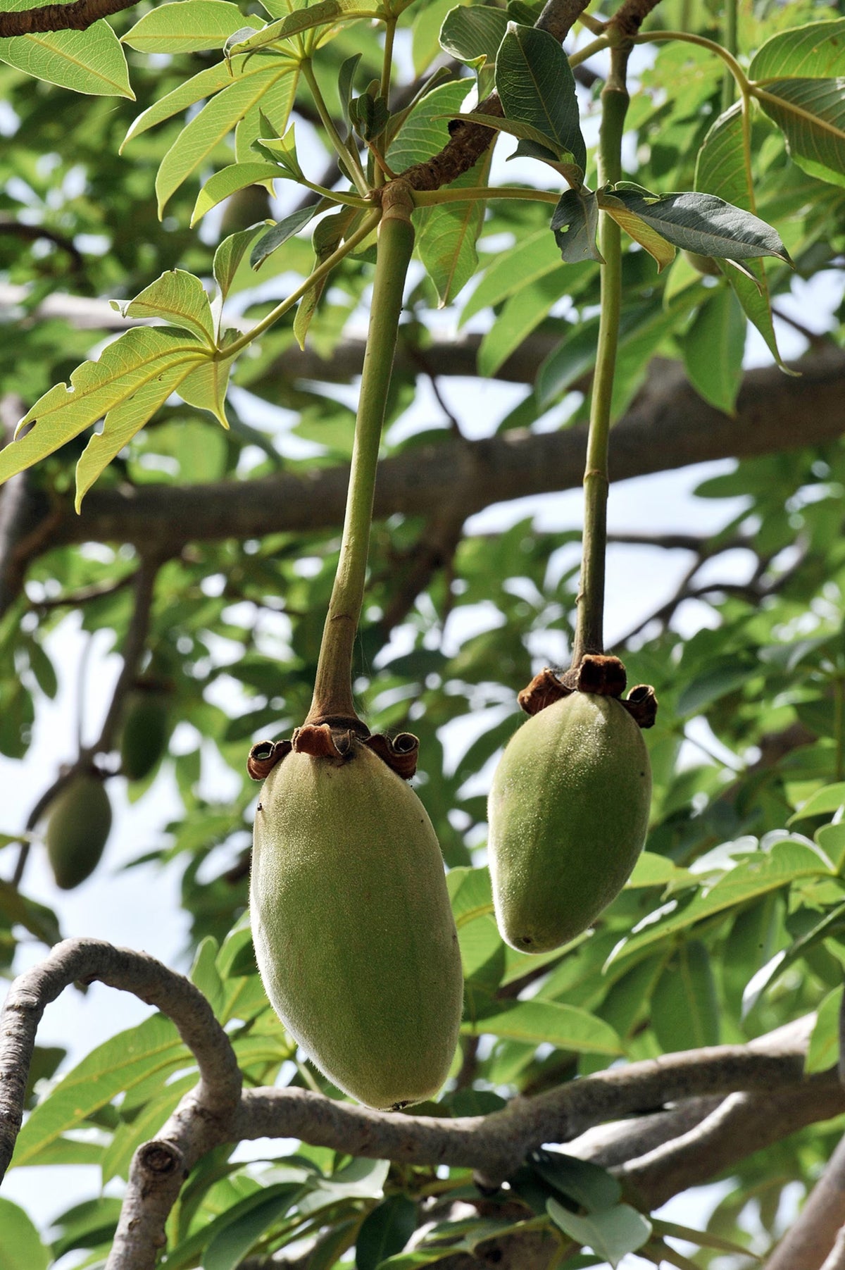 African Baobab Tree (Adansonia Digitata) Monkey Bread, Judas Fruit Seeds