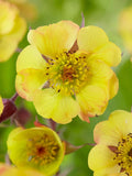 Yellow Avens Sunrise Flower seeds for Planting Vibrant Colors, Heirloom & GMO Free Seeds for Home Garden seeds for planting