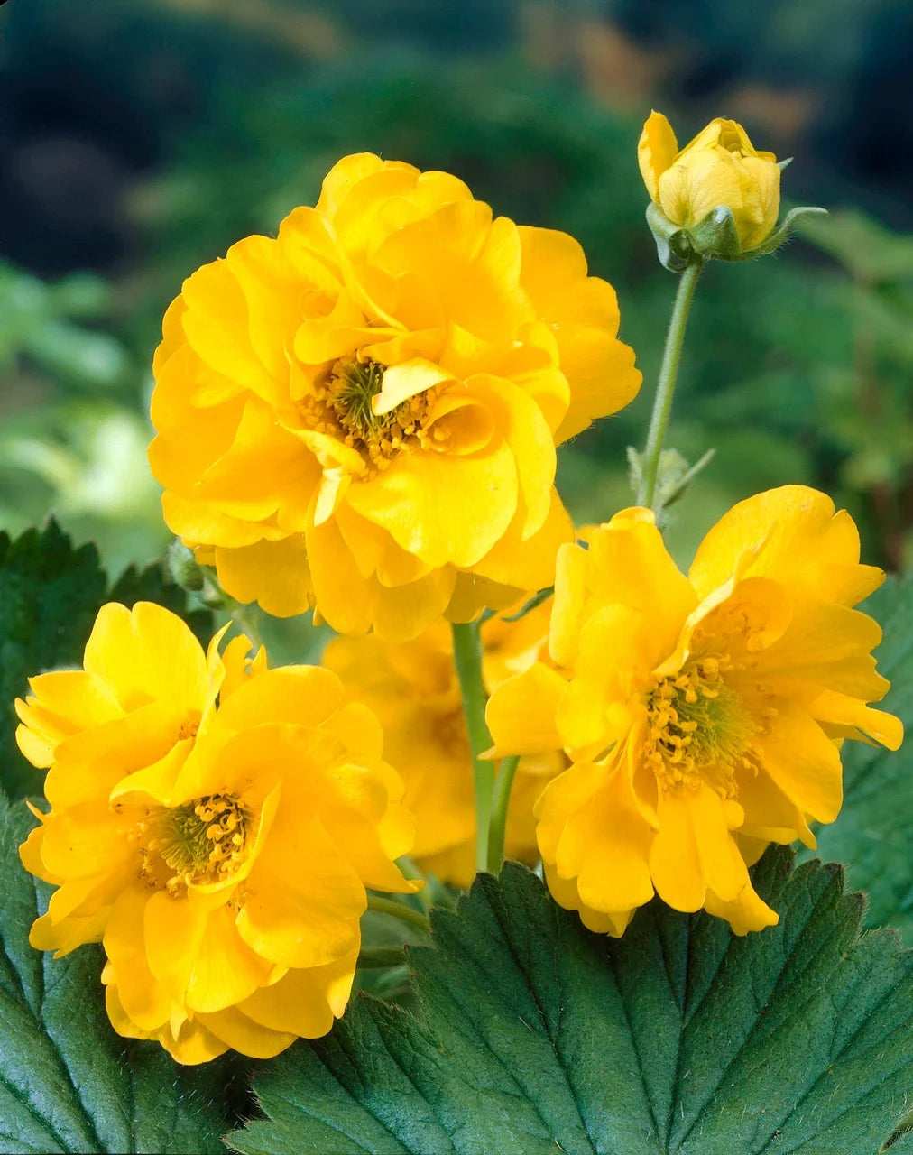 Lady Stratheden Flower seeds for Planting Premium Quality Heirloom & GMO Free Seeds for Home Garden vegetable and garden seeds