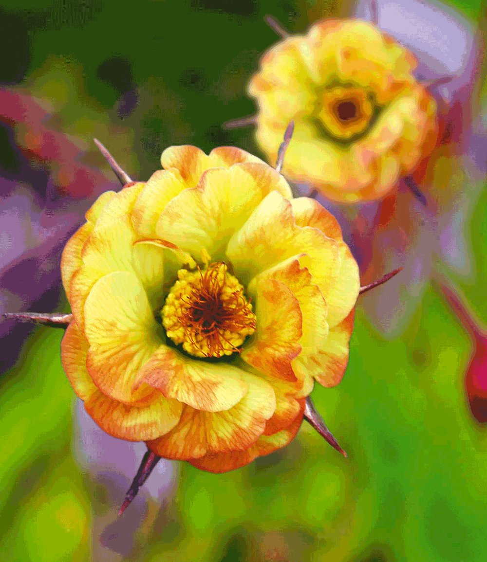 Yellow Avens Sunrise Flower seeds for Planting Vibrant Colors, Heirloom & GMO Free Seeds for Home Garden vegetable and garden seeds
