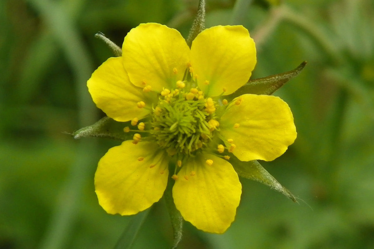 Urbanum Flower seeds for Planting Cut Flower Favorite Heirloom & GMO Free Seeds for Home Garden