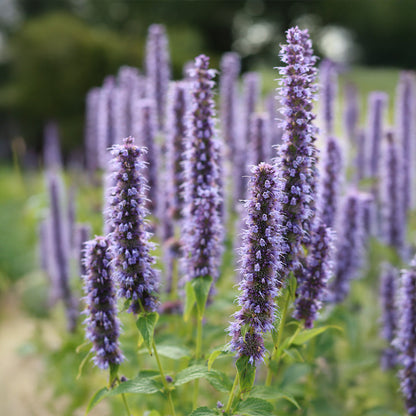 Agastache Mexicana Flower seeds for Planting Hardy Variety Heirloom & GMO Free Seeds for Home Garden