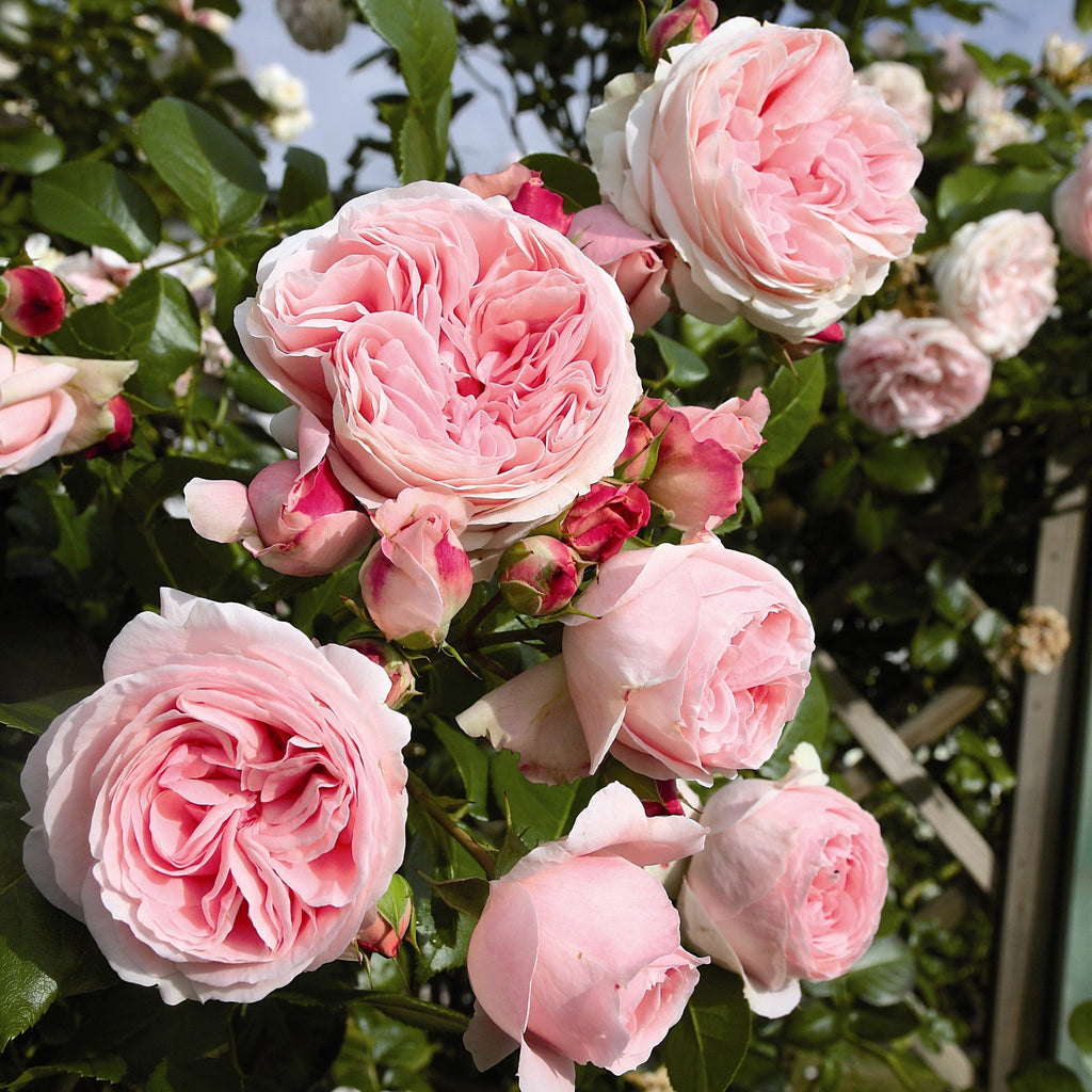 Light Pink Climbing Rose Flower seeds for Planting Pollinator Friendly, Heirloom & GMO Free Seeds for Home Garden vegetable and garden seeds