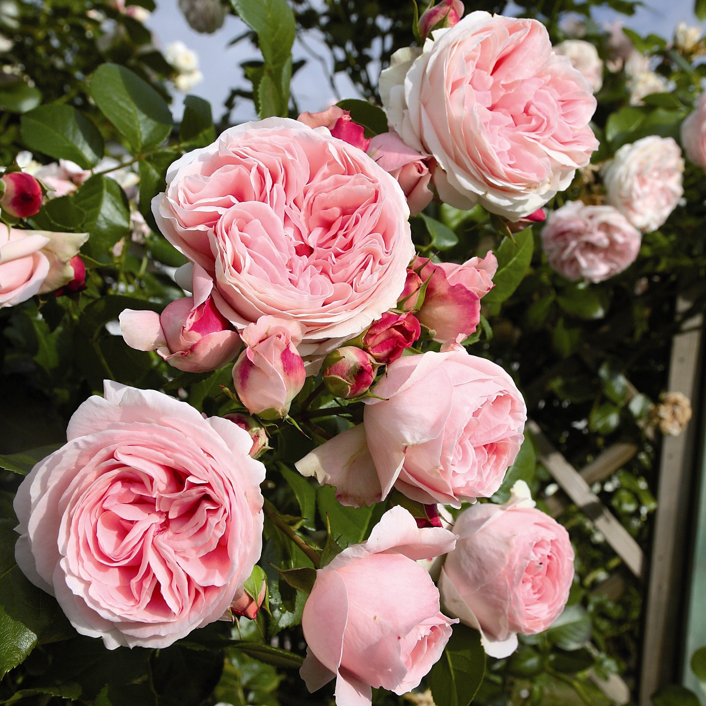 Light Pink Climbing Rose Flower seeds for Planting Pollinator Friendly, Heirloom & GMO Free Seeds for Home Garden vegetable and garden seeds