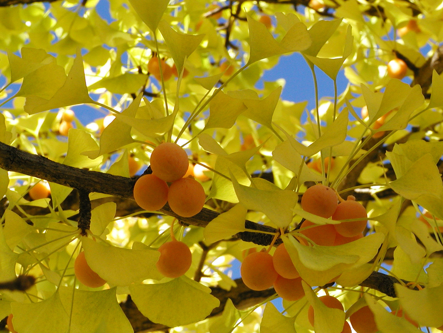 Ginkgo Seeds for Planting Ancient Trees - Evergrowseeds