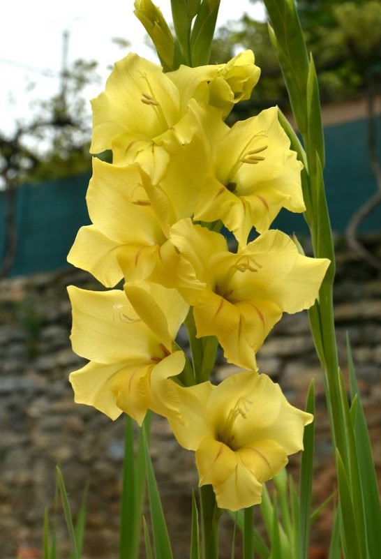 Green Perennial Gladiolus Flower seeds for Planting Bright Blooms, Heirloom & GMO Free Seeds for Home Garden vegetable and garden seeds