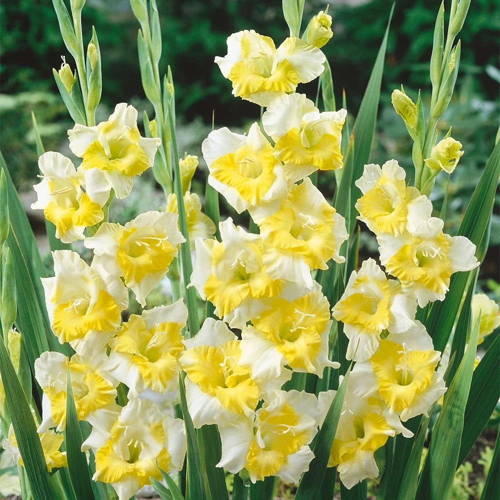Green Perennial Gladiolus Flower seeds for Planting Bright Blooms, Heirloom & GMO Free Seeds for Home Garden seeds for planting
