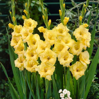 Premium Green Perennial Gladiolus Flower seeds for Planting Bright Blooms, Heirloom & GMO Free Seeds for Home Garden seeds