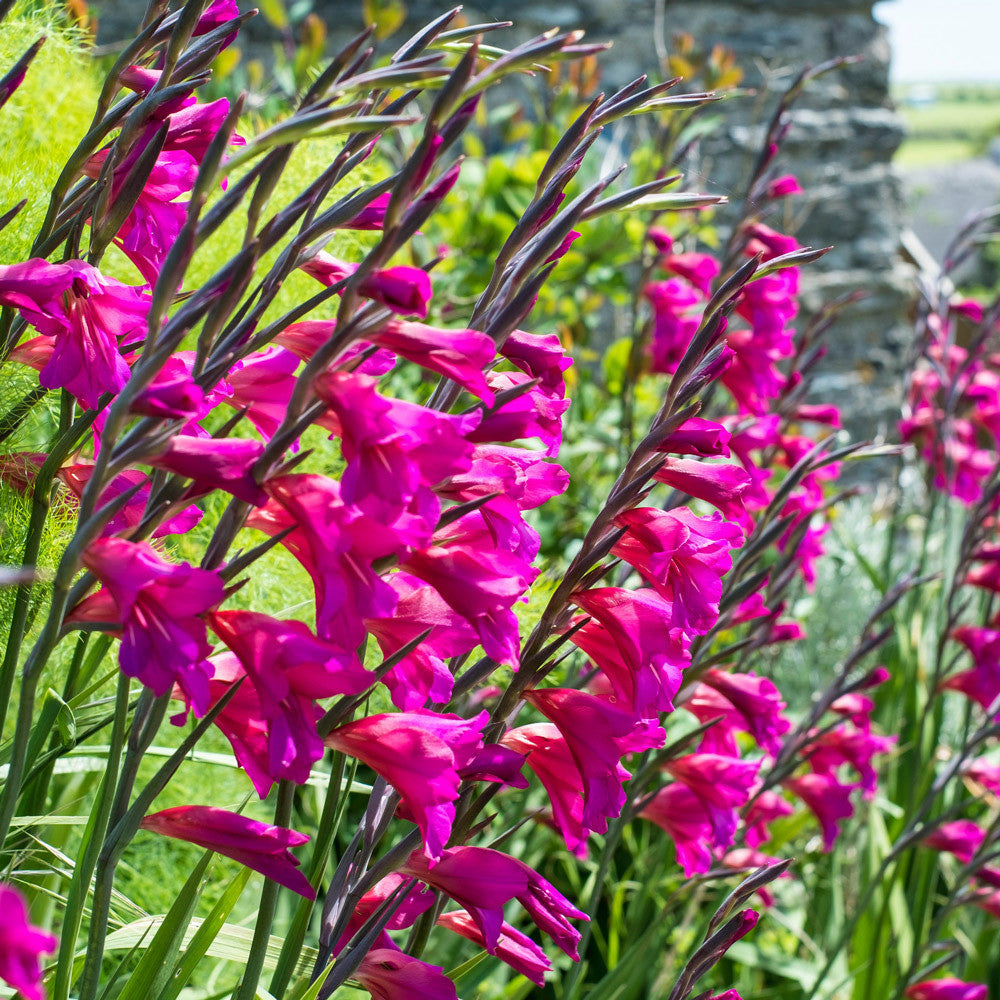 Pulcherrimum Flower seeds for Planting Long Bloom Season, Heirloom & GMO Free Seeds for Home Garden seeds for planting