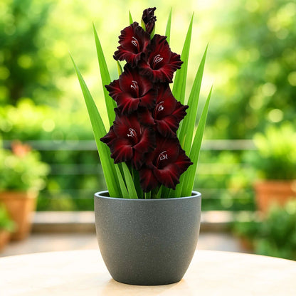 Gladiolus Bulbs Flower seeds for Planting Low Maintenance Heirloom & GMO Free Seeds for Home Garden