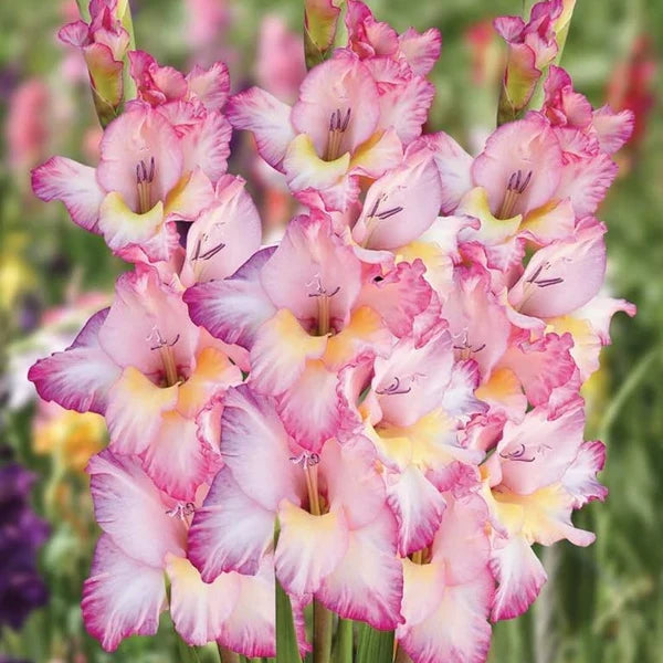 White Pink Perennial Gladiolus Flower seeds for Planting Low Maintenance, Heirloom & GMO Free Seeds for Home Garden seeds for planting