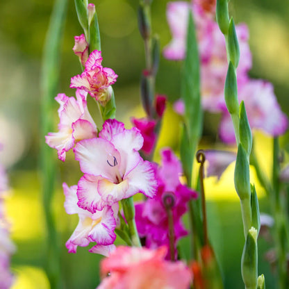 Gladiolus Flower seeds for Planting Cut Flower Favorite Heirloom & GMO Free Seeds for Home Garden