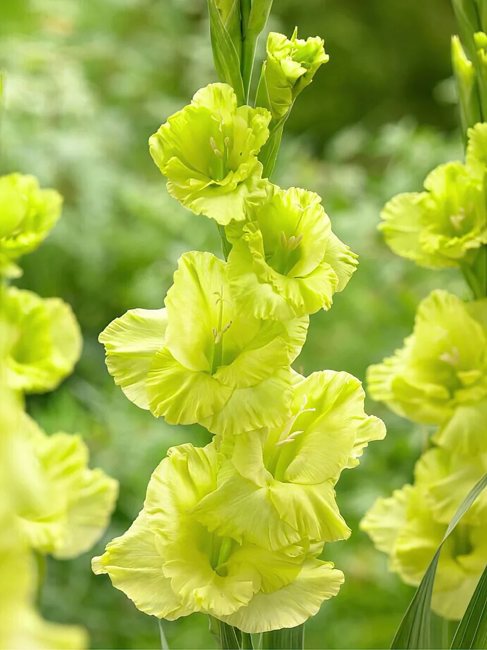 High quality Gladiolus Dark Green Flower seeds for Planting Vibrant Colors, Heirloom & GMO Free Seeds for Home Garden seeds pack