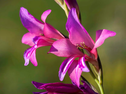 Gladiolus Italicus Flower seeds for Planting Garden Favorite Heirloom & GMO Free Seeds for Home Garden