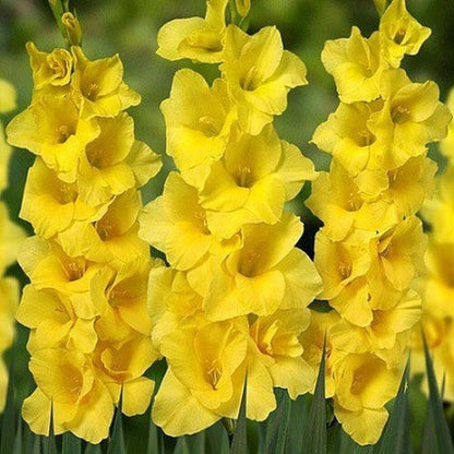 Yellow White Gladiolus Planting Seeds