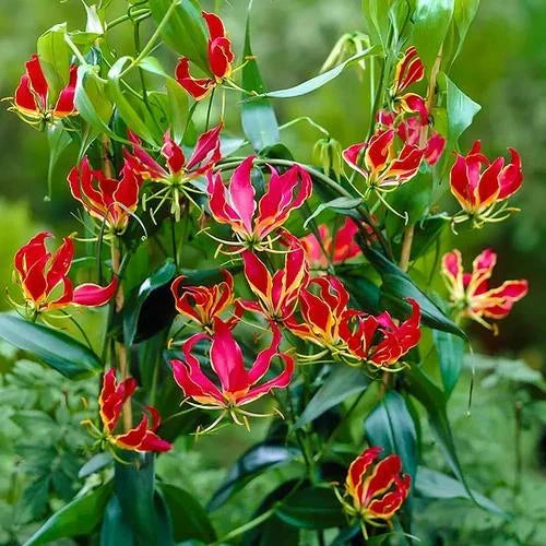 Red Yellow Gloriosa Rothschildiana Flower seeds for Planting Fragrant Blossoms, Heirloom & GMO Free Seeds for Home Garden vegetable and garden seeds