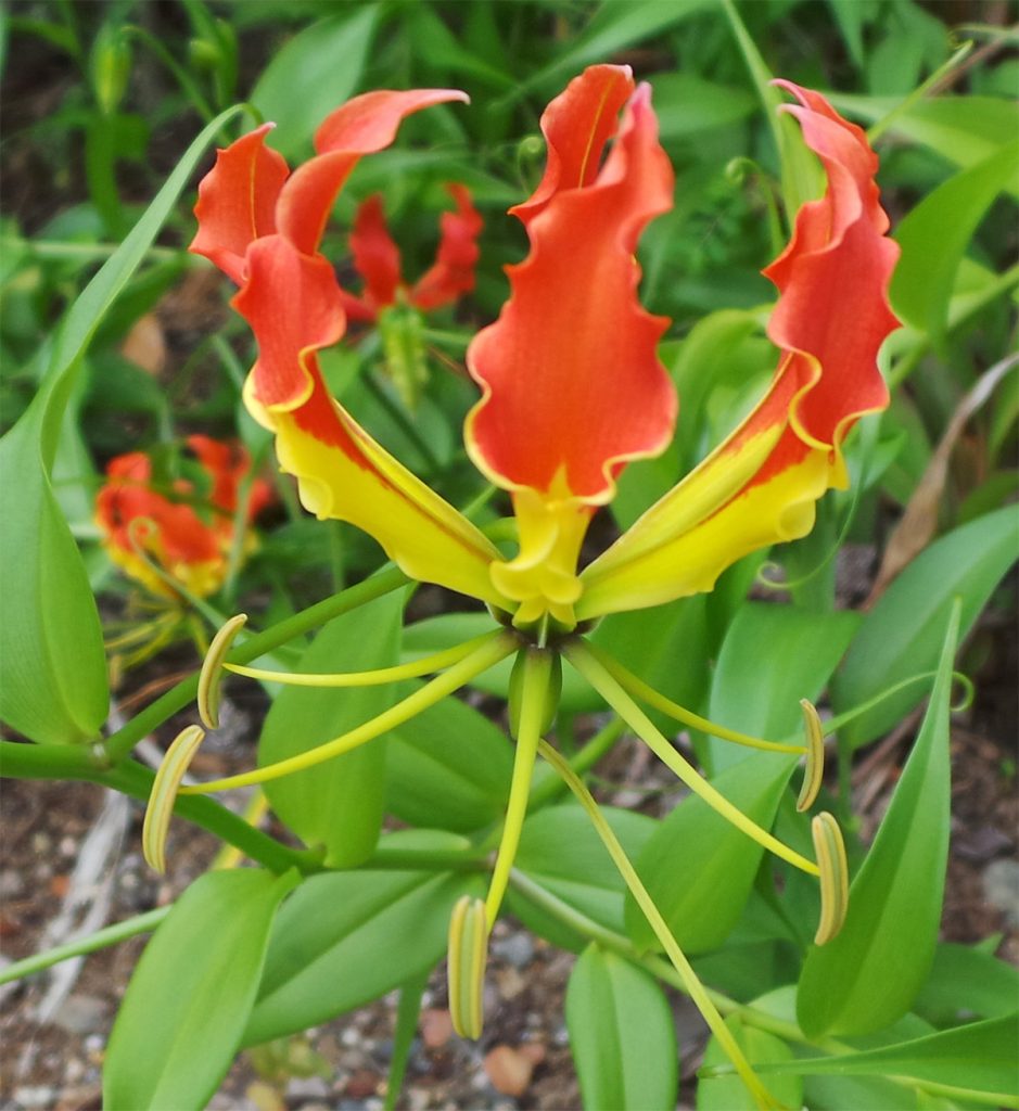 Gloriosa Flower seeds for Planting Shade Tolerant, Heirloom & GMO Free Seeds for Home Garden vegetable and garden seeds