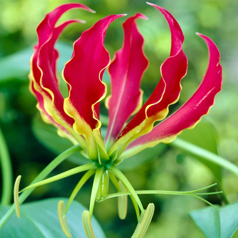 High quality Red Gloriosa Superba Flower seeds for Planting Seasonal Bloomer, Heirloom & GMO Free Seeds for Home Garden seeds pack