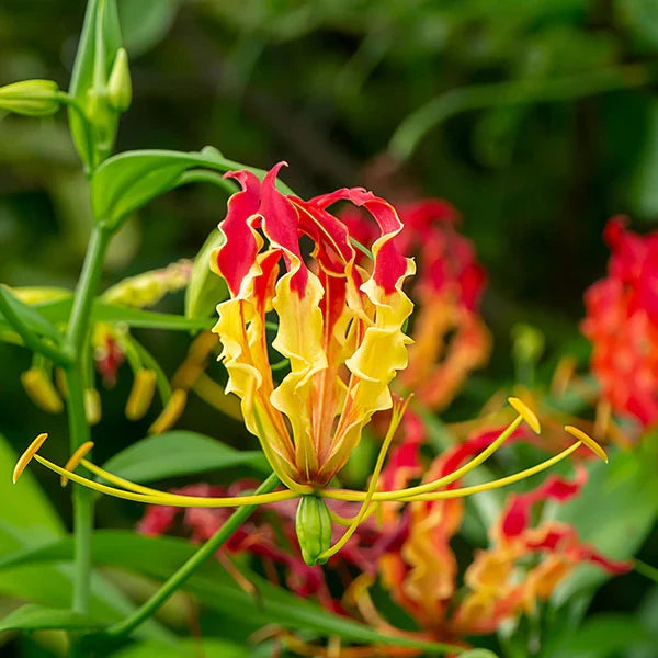 Yellow Red Gloriosa Superba Flower seeds for Planting Bright Blooms, Heirloom & GMO Free Seeds for Home Garden vegetable and garden seeds