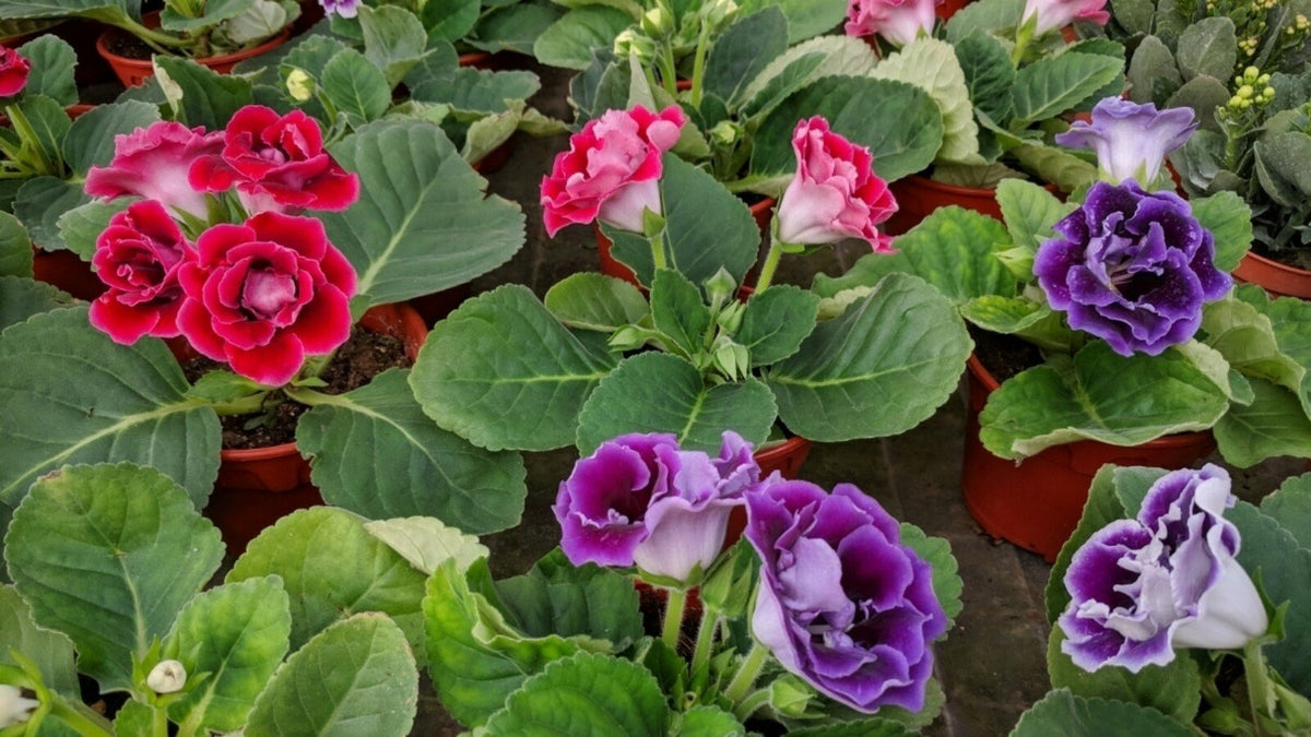 Gloxinia Flower seeds for Planting Drought Tolerant Heirloom & GMO Free Seeds for Home Garden 
 
 Sale for planting in home garden