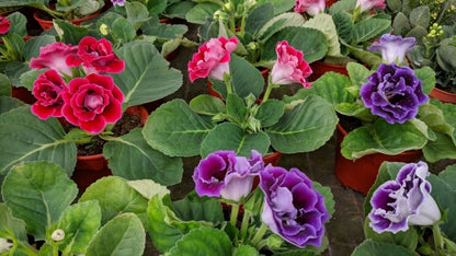 Gloxinia Flower seeds for Planting Drought Tolerant Heirloom & GMO Free Seeds for Home Garden 
 
 Sale for planting in home garden