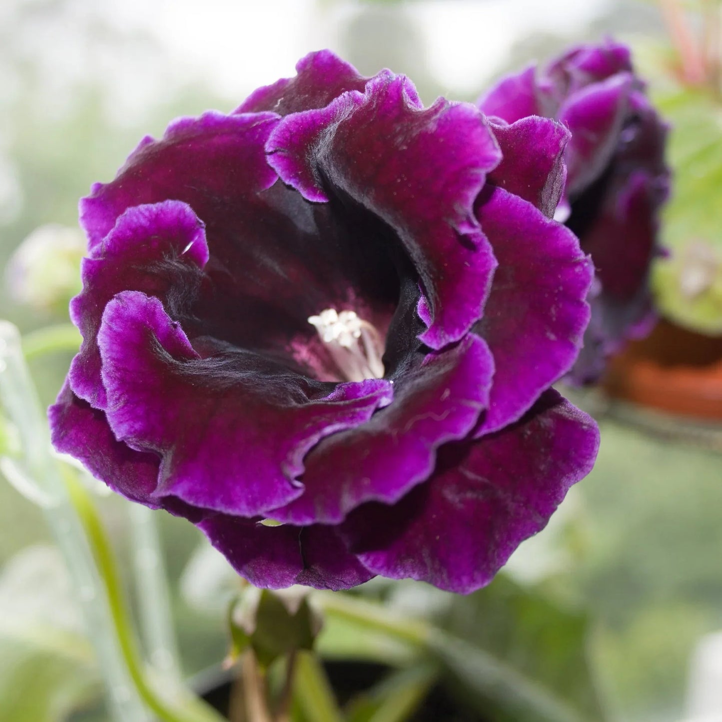 Heirloom Gloxinia Flower seeds for Planting Drought Tolerant Heirloom & GMO Free Seeds for Home Garden