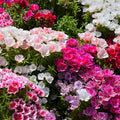 Mixed Godetia Grandiflora Monarch Flower seeds for Planting Sun Loving, Heirloom & GMO Free Seeds for Home Garden seeds for planting
